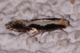 0416, Monopis dorsistrigella, Skunkback Monopis