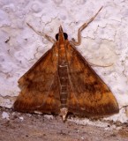 5051, Pyrausta rubricalis, Variable Reddish Pyrausta