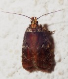 0857, Agonopterix lythrella