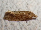 3754.3, Aethes atomosana