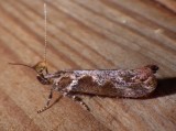 1986, Gnorimoschema gallaesolidaginis, Goldenrod Gall Moth