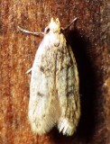 1062, Carolana ascriptella