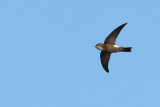 Little Swift (Apus affinis)