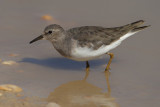 Temminck's Stint (Calidris or Erolia temminckii)