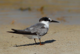 Saunders's Tern (Sternula saundersi)