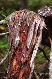 12 Nature Big Meadows 08-24-2013.jpg
