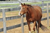 12 Horse Owing MD 04-05-14.jpg