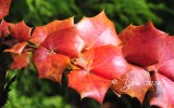 1500 Scenic Medowlark Garden 08-20-14.jpg