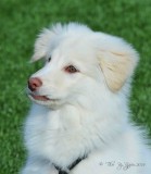 24 Thor the Dogs 12-13-14.jpg