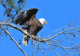 1075 Bald Eagle Blackwater MWR Md 03-28-15.jpg