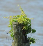 692 Nature Leesylvania 05-20-2015.jpg
