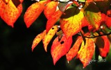 864 Nature Mason Neck 10-20-15.jpg