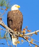 1101 Bold Eagle Blackwater 11-13-15.jpg