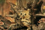 1243 Nature hold tree sad face Mason Neck 11-16-15.jpg