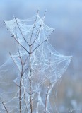 921 Nature Foggy Frosty Huntley Meadows 12-05-15.jpg