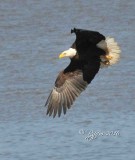 1337 Bald Eagle Mason Neck 02-27-16.jpg