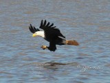 1356 Bald Eagle Mason Neck 02-27-16.jpg