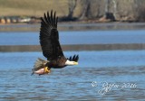 1813 Bald Eagle Mason Neck 03-01-2016 1.jpg