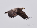 1875 Bald Eagle Mason Neck 03-05-16.jpg