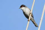Warblers / Sångare