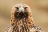 Golden Eagle / Kungsörn
