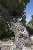 Jordan Jerash 2013 0917.jpg
