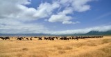 serengeti