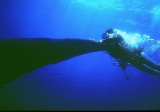 Genie rides a whale shark