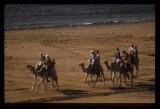 Genie rides a camel to the dive site