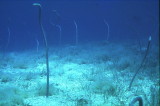 GARDEN_EELS_resize.JPG