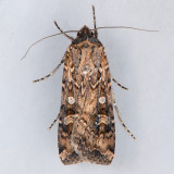 10731 Euxoa auxiliaris