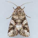 10317 Capsule Moth – Hadena capsularis