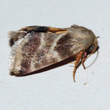 11117 Lynx Flower - Schinia lynx