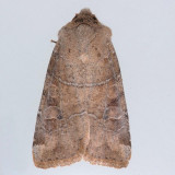 10501 Norman's Quaker - Crocigrapha normani