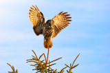 Great Gray Owl