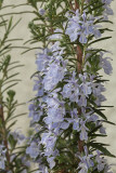 IMG_8836m.jpg