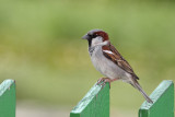 passer domesticus vrabec (IMG_3242p.jpg)