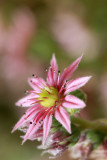 Sempervivum tectorum - netresk (IMG_5396m.jpg)
