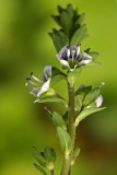 Veronica serpyllifolia - timijanov jetičnik (_MG_4630m.jpg)