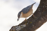 nuthatch - Sitta europaea - brglez (_MG_7993m.jpg)