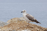 gull IMG_6236ok_1 copy.jpg