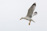 gull IMG_6301ok copy.jpg