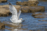 seagull laridae galeb (IMG_7567m.jpg)