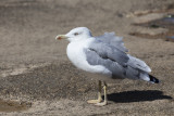 seagull (IMG_8253m.jpg)