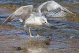 seagull (IMG_7641m.jpg)