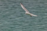 gull (_MG_0873ok.jpg)
