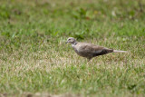 Streptopelia decaocto (_MG_2979m.jpg)