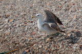 gull (IMG_2511m.jpg)