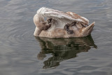 swan (_MG_8580m.jpg)