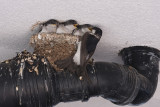feeding IMG_1919m.jpg